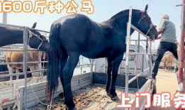 驴马配种视频,揭秘罕见配种瞬间